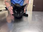 Adopt Gem a All Black Domestic Shorthair / Domestic Shorthair / Mixed cat in