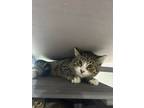 Adopt Grizzly a Gray or Blue (Mostly) Domestic Shorthair / Mixed (short coat)