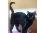 Adopt Dee-C a All Black Domestic Shorthair / Domestic Shorthair / Mixed cat in