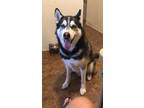 Adopt Luke a Black - with White Husky / Mixed dog in Queens, NY (41379503)
