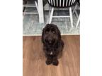 Adopt Archie a Brown/Chocolate Boykin Spaniel / Poodle (Miniature) / Mixed dog