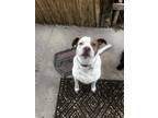 Adopt Jorah a White - with Brown or Chocolate Australian Cattle Dog / Mixed dog