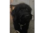 Adopt Luna a Black Labradoodle / Mixed dog in Sudan, TX (41379434)