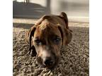 Adopt Zeke a Brindle - with White American Pit Bull Terrier / Labradoodle /
