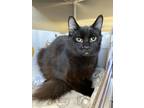 Adopt Anakin-Petsmart a Domestic Mediumhair / Mixed cat in Cornwall