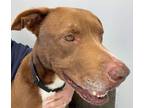 Adopt Riggs a Brown/Chocolate - with White Mixed Breed (Large) / Mixed dog in