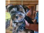 Yorkshire Terrier Puppy for sale in Hattieville, AR, USA