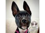 Adopt Gizmo Rushin a Black Pit Bull Terrier dog in Bellingham, WA (41378125)