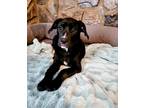 Adopt Sookie a Black - with White Australian Cattle Dog dog in Mooresville