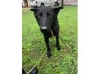 Adopt Odie a Black Border Collie / Mixed Breed (Medium) / Mixed (medium coat)