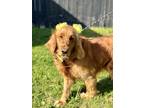Adopt Maggie Mae a Red/Golden/Orange/Chestnut Golden Retriever / Mixed dog in