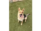 Adopt Hilary Honeycomb a Tan/Yellow/Fawn German Shepherd Dog / Mixed dog in