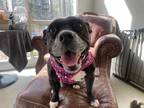 Adopt Petunia-Grace a Black - with White Pit Bull Terrier / Boston Terrier /