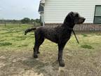 Adopt Bo & Hunter a Black Goldendoodle / Mixed dog in Claremore, OK (41379387)