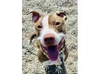 Adopt Athena a Brown/Chocolate American Pit Bull Terrier / Mixed Breed (Medium)