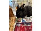 Adopt Boujee a Black Other/Unknown / Mixed rabbit in Lorton, VA (41204915)