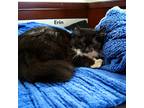 Adopt Erin a All Black Domestic Longhair / Domestic Shorthair / Mixed cat in
