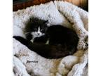 Adopt Bernice a All Black Domestic Mediumhair / Domestic Shorthair / Mixed cat