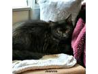 Adopt Jeannie a All Black Domestic Mediumhair / Domestic Shorthair / Mixed cat