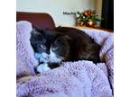 Adopt Macho a All Black Domestic Mediumhair / Domestic Shorthair / Mixed cat in