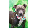 Adopt Lena a Gray/Blue/Silver/Salt & Pepper Terrier (Unknown Type