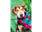 Adopt Mushu a Brindle Hound (Unknown Type) / Mixed Breed (Medium) / Mixed (short