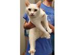 Adopt Fitness a White Domestic Shorthair / Domestic Shorthair / Mixed cat in