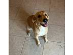 Adopt Elsa a Tan/Yellow/Fawn - with White Labrador Retriever / Golden Retriever