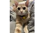 Adopt Max a Orange or Red (Mostly) American Shorthair (short coat) cat in