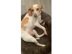 Adopt Honey a White - with Tan, Yellow or Fawn Beagle / Mixed dog in Orlando