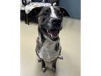 Adopt Diesel a Black Great Dane / Presa Canario / Mixed (short coat) dog in