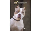 Adopt 72784a Gumbi a Brown/Chocolate American Staffordshire Terrier / Mixed dog