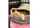 Adopt LC a Orange or Red Domestic Shorthair / Mixed Breed (Medium) / Mixed