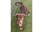 Adopt Marilyn a Brown/Chocolate American Pit Bull Terrier / Mixed dog in