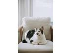 Adopt Charleigh a Tan or Fawn Tabby American Shorthair / Mixed (short coat) cat
