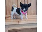Chihuahua Puppy for sale in Bremen, IN, USA