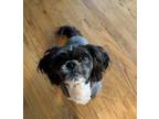 Adopt Loki a Shih Tzu dog in Charleston, SC (41348986)