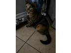 Adopt Max a Tortoiseshell Domestic Shorthair / Mixed (medium coat) cat in