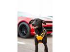 Adopt Topaz a Black German Shorthaired Pointer / Australian Cattle Dog dog in