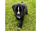 Boxer Puppy for sale in Jonesville, MI, USA