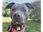 Adopt Indy a Gray/Blue/Silver/Salt & Pepper Shar Pei dog in Acworth