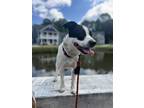 Adopt Baron a White Jack Russell Terrier / Boston Terrier / Mixed dog in