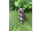 Adopt Willa a Brindle - with White Pit Bull Terrier / Catahoula Leopard Dog /