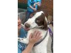 Adopt Crash a White - with Brown or Chocolate Pointer dog in Youngsville