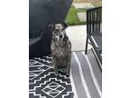 Adopt Oaklie a Gray/Blue/Silver/Salt & Pepper Catahoula Leopard Dog / Mixed dog