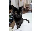 Adopt Lily a Black (Mostly) Domestic Shorthair / Mixed (short coat) cat in