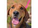 Adopt Katharina a Brown/Chocolate - with Tan Treeing Walker Coonhound / Mixed