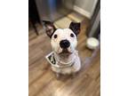 Adopt Winnie a White - with Black Pit Bull Terrier dog in Leverett