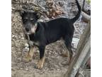 Adopt Comet a Black - with Tan, Yellow or Fawn Terrier (Unknown Type