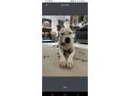 Adopt Luna a White Staffordshire Bull Terrier / Mixed dog in Saint Louis